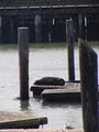 Pier 7 image 7