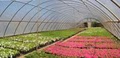 Pittman Nursery Corporation image 2