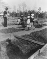 Pittman Nursery Corporation image 7