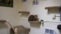 Purrfect Cat Boarding/Vacation image 1