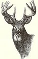Red Hill Taxidermy image 2