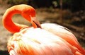 Sacramento Zoo image 2