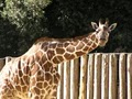 Sacramento Zoo image 3