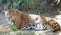Sacramento Zoo image 4