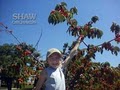 Shaw Orchards logo
