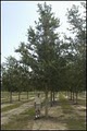 Southern Pride Tree Farm image 2
