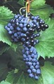 St Croix Vineyards Inc image 3