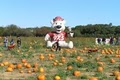 Stakey's Pumpkin Farm image 4