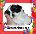 Sweet Shimas image 2