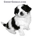 Sweet Shimas image 9