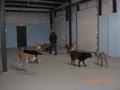 The Barking Lot image 6