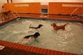 The Canine Club and Spa image 2