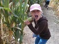 The Farmstead Corn Maze and Pumpkin Festival image 10