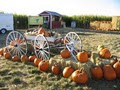 The Farmstead Corn Maze and Pumpkin Festival logo