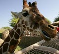 The Living Desert / Southern California Zoo & Botanical Gardens logo