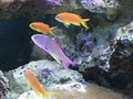 Ultimate Aquariums image 5
