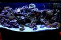 Ultimate Aquariums image 10