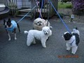 Wagging Tails Home Pet Care image 7