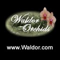 Waldor Orchids logo
