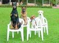 Who's Your Doggie Training image 8