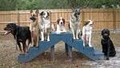 Who's Your Doggie Training image 1