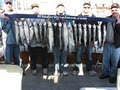 Windycitysalmon.com Lake Michigan Fishing Charters image 8