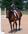 Woodlawn Stables: Instruction-Boarding-Camp-No Rentals logo