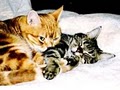 A-1 Pet Care From Sleep-Eas-zz In Home Pet Sitting Service image 3
