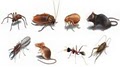 Absolute Pest  Control Services image 3