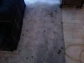 Ace of Clean Carpet & Upholstery Cleaning image 4