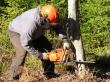Apex Arborists LLC- Tree Trimming, Pruning and Removal Services image 3