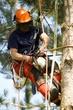 Apex Arborists LLC- Tree Trimming, Pruning and Removal Services image 4