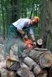 Apex Arborists LLC- Tree Trimming, Pruning and Removal Services image 9