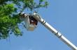 Apex Arborists LLC- Tree Trimming, Pruning and Removal Services image 10