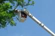 Apex Arborists LLC- Tree Trimming, Pruning and Removal Services image 10