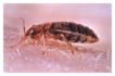 At Once Pest Bedbug Control image 1