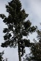 Ballard Tree Service image 2