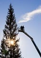 Ballard Tree Service image 5