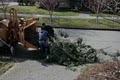 Ballard Tree Service image 6