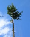 Blooma Tree Experts LLC image 2