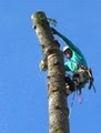 Blooma Tree Experts LLC image 3