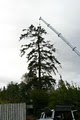 Blooma Tree Experts LLC image 5