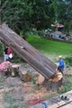 Blooma Tree Experts LLC image 9