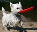 Bone-A-Fide Pet Care, LLC image 7