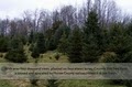 Country Hill Tree Farm image 2