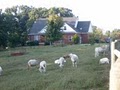 Ewe Bet Farm image 1