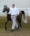 Faerie Court Farm Arabian Sport Horses image 2