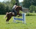 Faerie Court Farm Arabian Sport Horses image 3