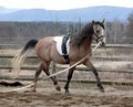 Faerie Court Farm Arabian Sport Horses image 4