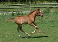 Faerie Court Farm Arabian Sport Horses image 5